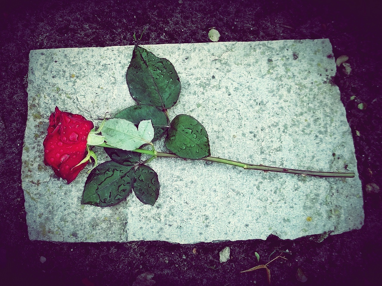 róża gdańsk